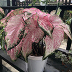 Peppermint Coleus Peperomia Obtusifolia Variegata Seeds