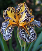Zebra Stripes Iris Seeds