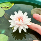 🌸[7 days germination]Last Day Up to 80% OFF💐The Sacred Bonsai Bowl Lotus Flower