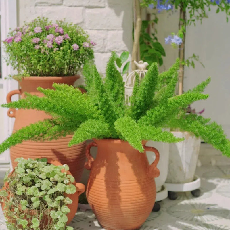 Asparagus Meyeri 'Foxtail Fern' Seeds