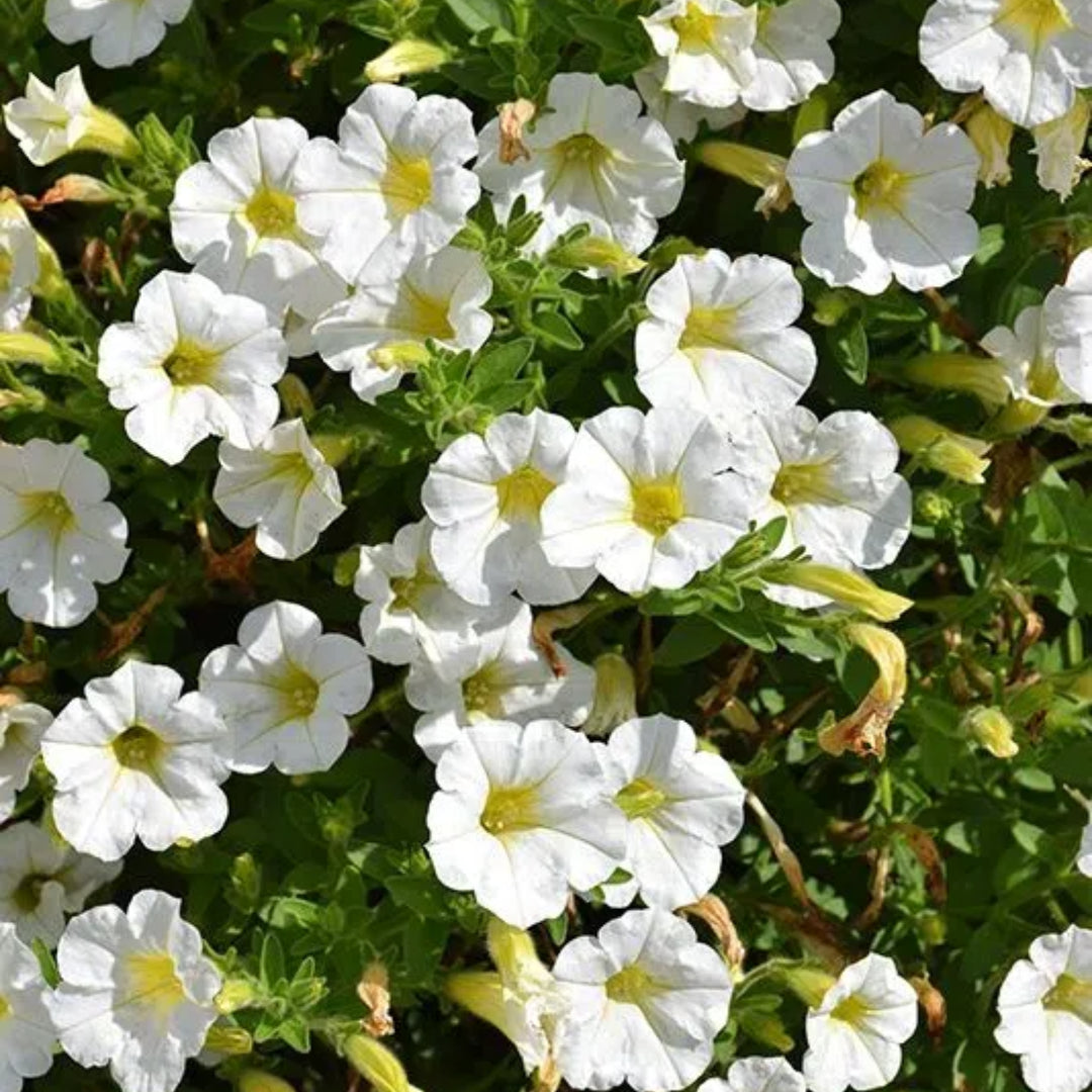 🌸Petunia Seeds