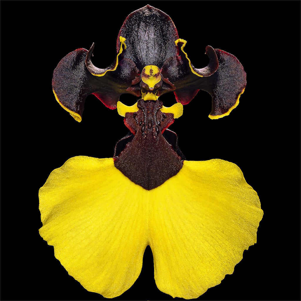 Rare Oncidium Flower Seeds-Jiaho Queen