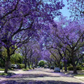 Jacaranda Seeds