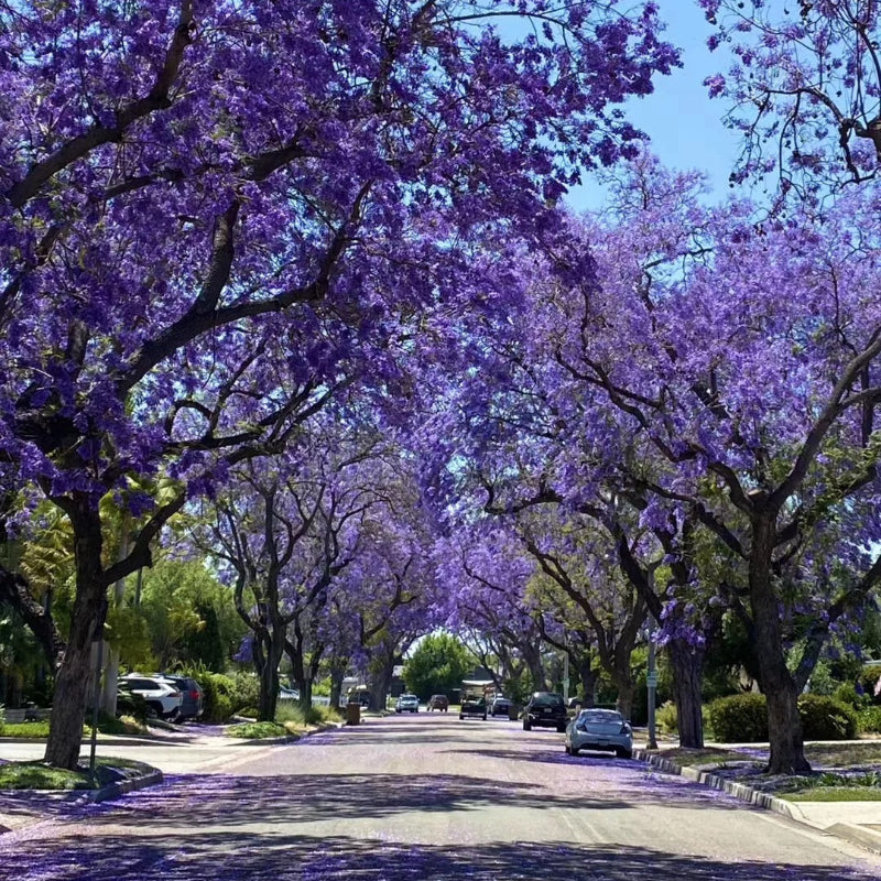 Jacaranda Seeds