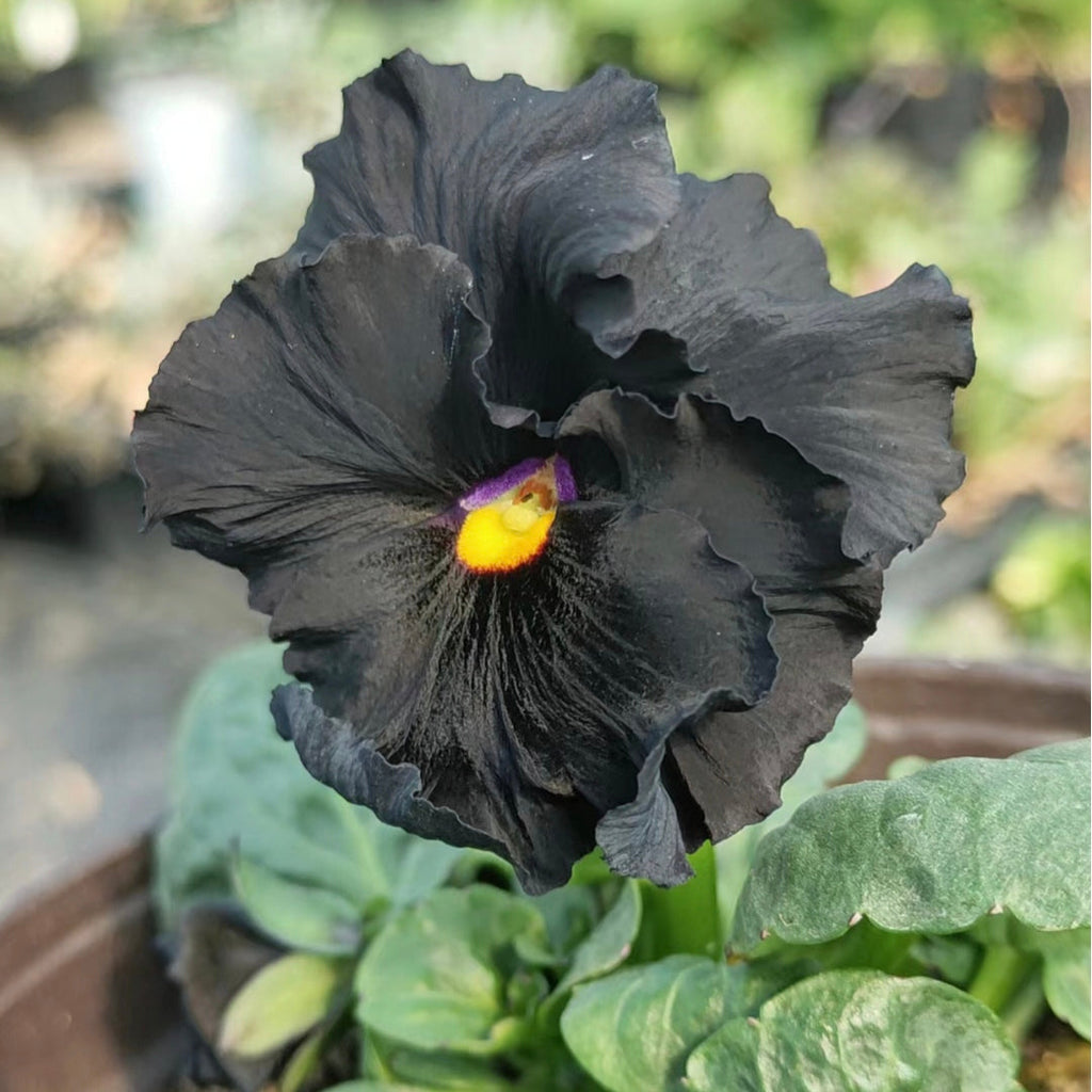 Pansy Seeds Black Devil Pansy