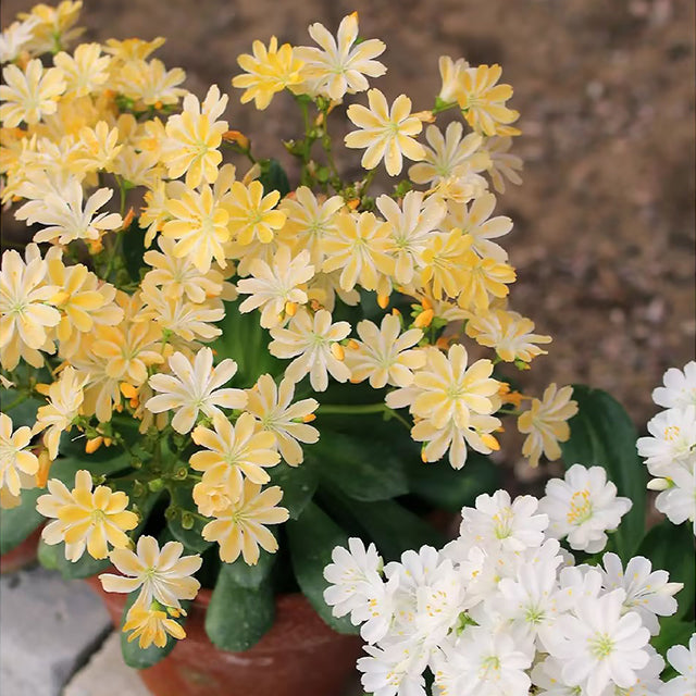 Lewisia Cotyledon Flower Seeds
