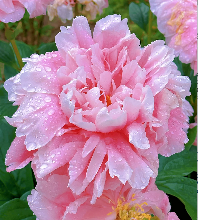 🌺Multicolor Double Peony - The Stunning Flower Of Time