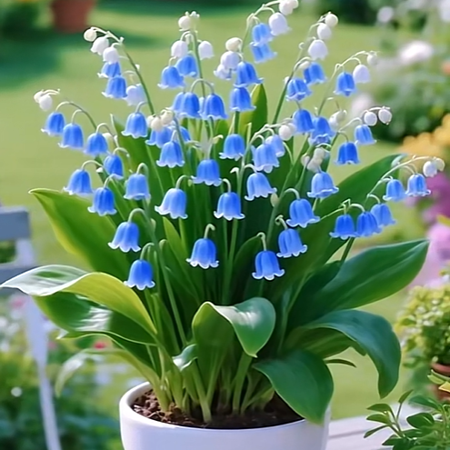💐Lily of the Valley—Happiness Arrives