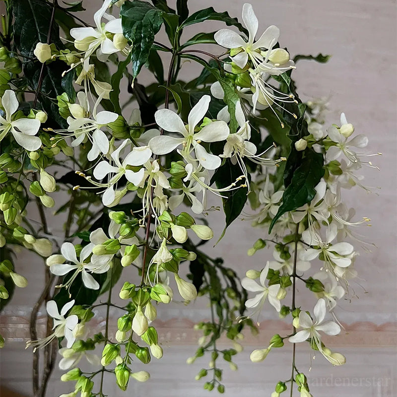🌼Weeping Jasmine Seeds - White Jade Butterfly