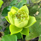 🌸[7 days germination]Last Day Up to 80% OFF💐The Sacred Bonsai Bowl Lotus Flower