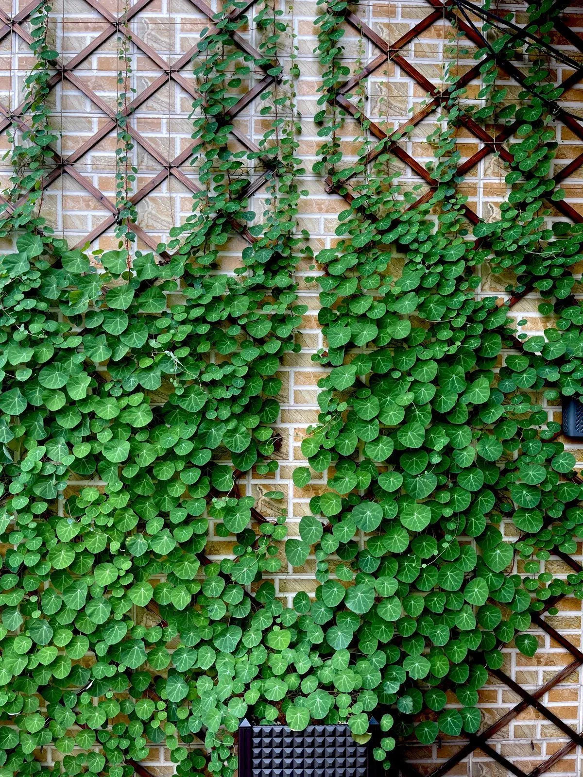Stephania Erecta Climbing Greenery Seeds