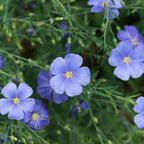 Perennial Blue Flax Seeds, Linum Perenne
