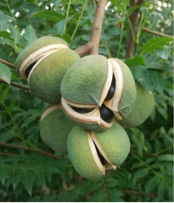 Xanthoceras Sorbifolia Flower🌺Flowers Bloom And Good Luck Comes