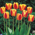 Bonsai Rare Color Tulip Seeds #17