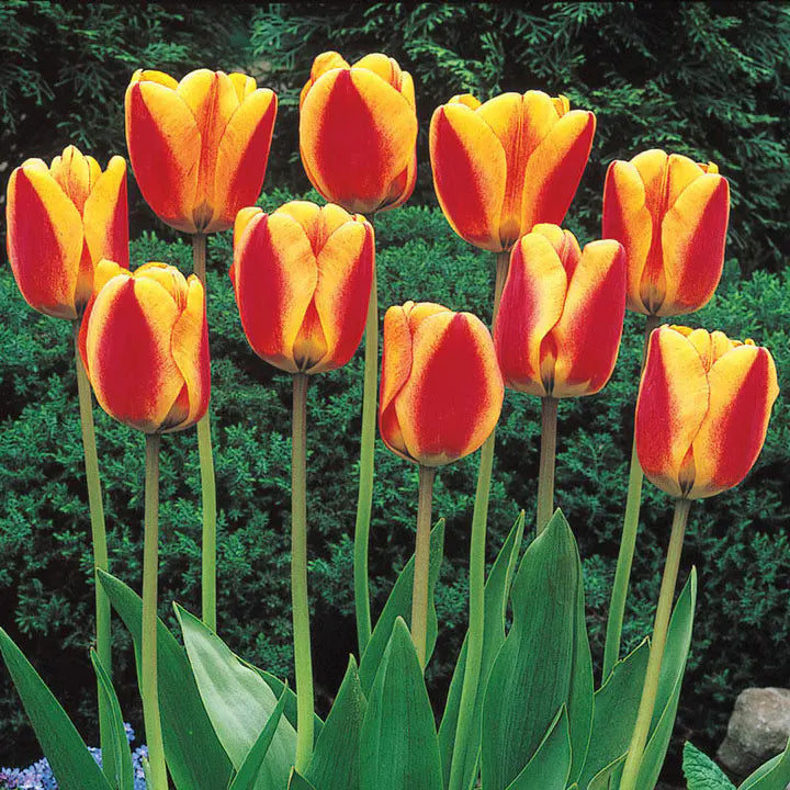 Bonsai Rare Color Tulip Seeds #17