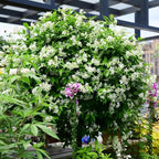 Mixed Climbing Flower Seeds -Over 30 kinds mixed