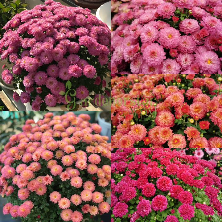 🌸Candy Chrysanthemum Seeds