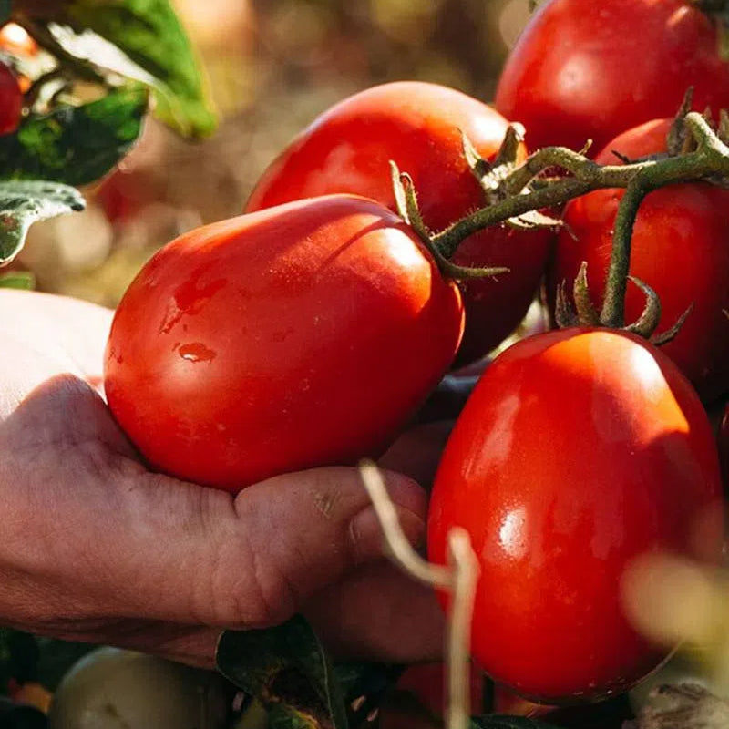 Giant Cherry Tomatoes