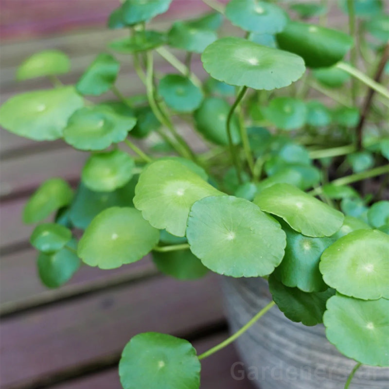 🍀Hydrocotyle Vulgaris Seeds-Copper Coin Grass