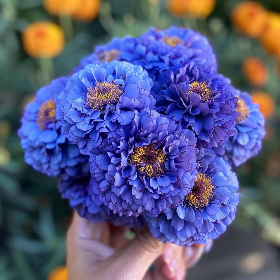 🌸Colorful Marigold Seeds