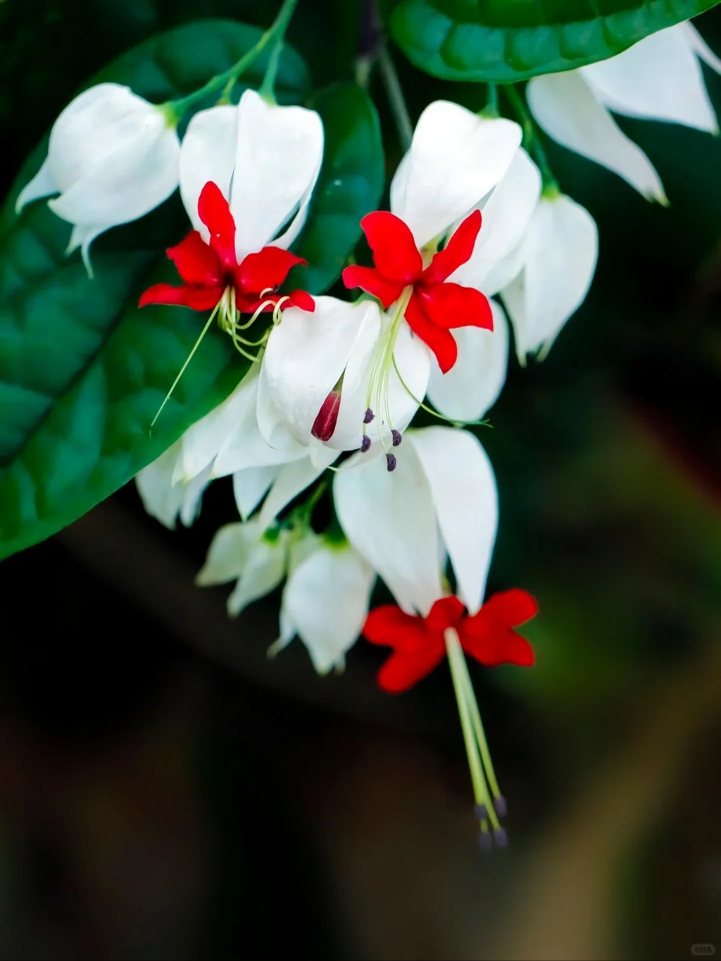 🌼Bleeding Heart Vine Pot Seeds