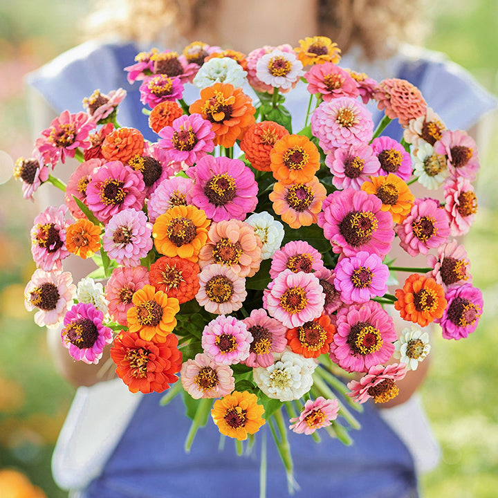 🌺Double Dwarf Zinnia Seeds