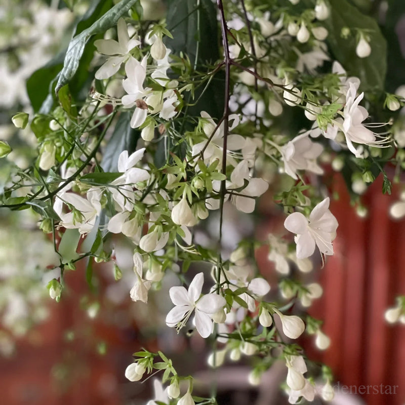 🌼Weeping Jasmine Seeds - White Jade Butterfly