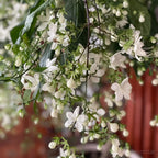 🌼Weeping Jasmine Seeds - White Jade Butterfly