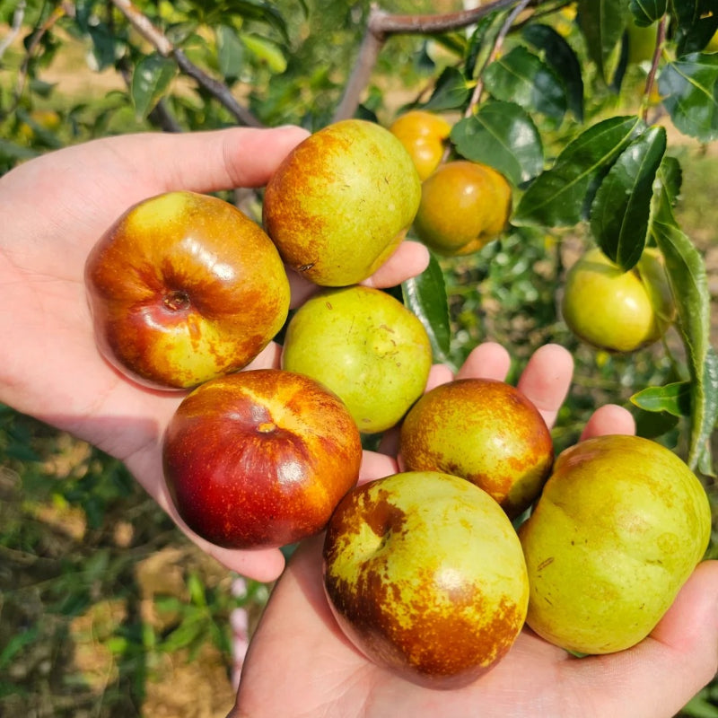 Flat Chinese Dates Seeds