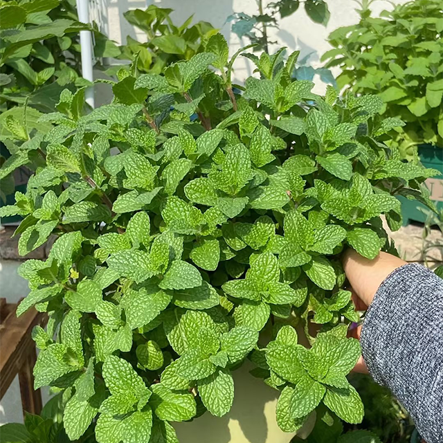 500Pcs Organic Mint Seeds Non-GMO Heirloom Packet