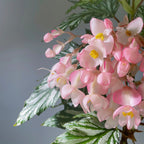 Begonia Aconitifolia