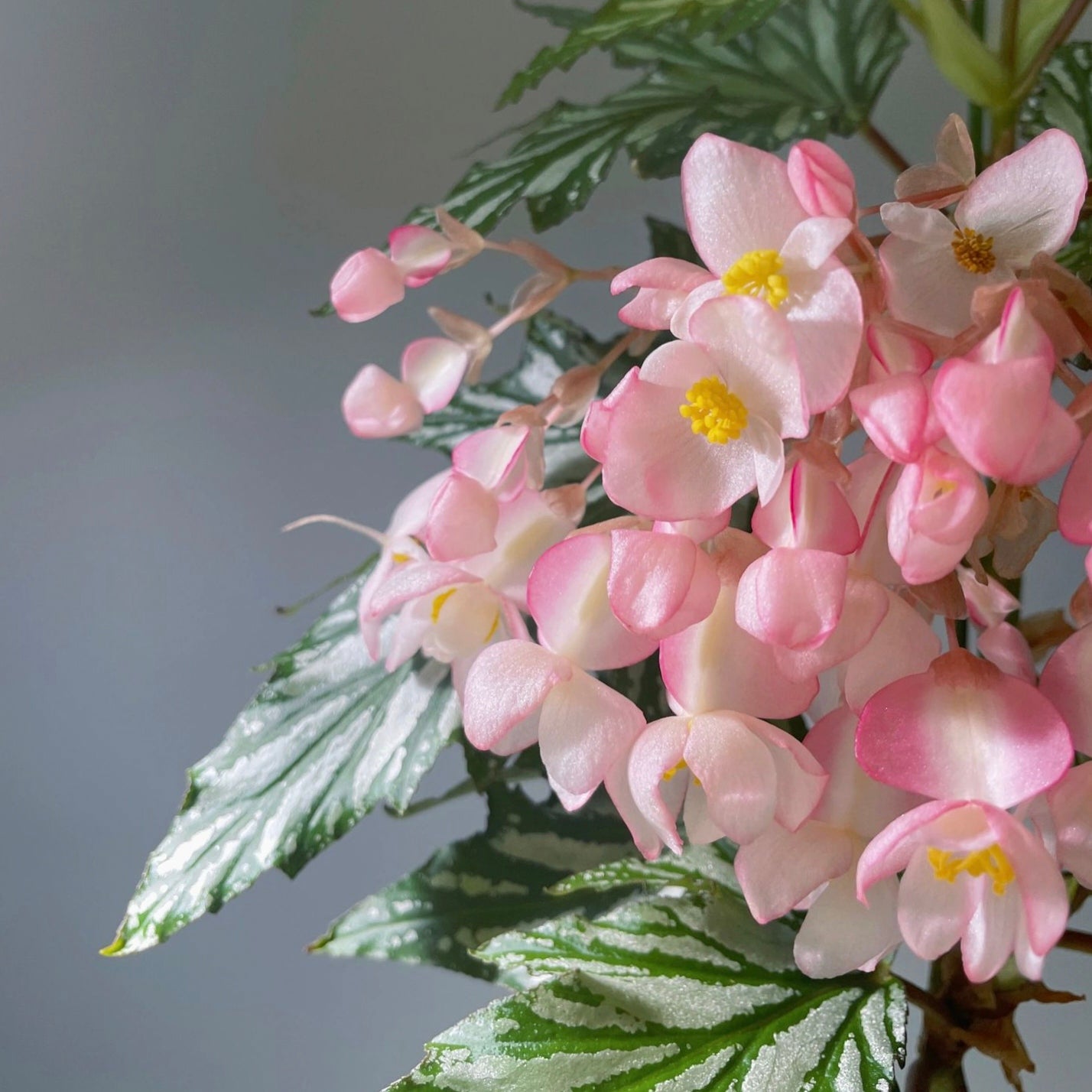 Begonia Aconitifolia
