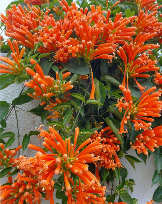 🧡Pyrostegia Venusta Flower
