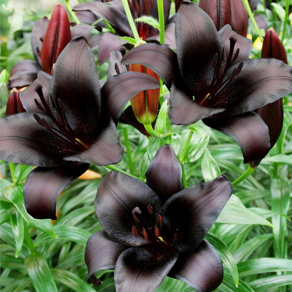 Night Rider Lily Seeds