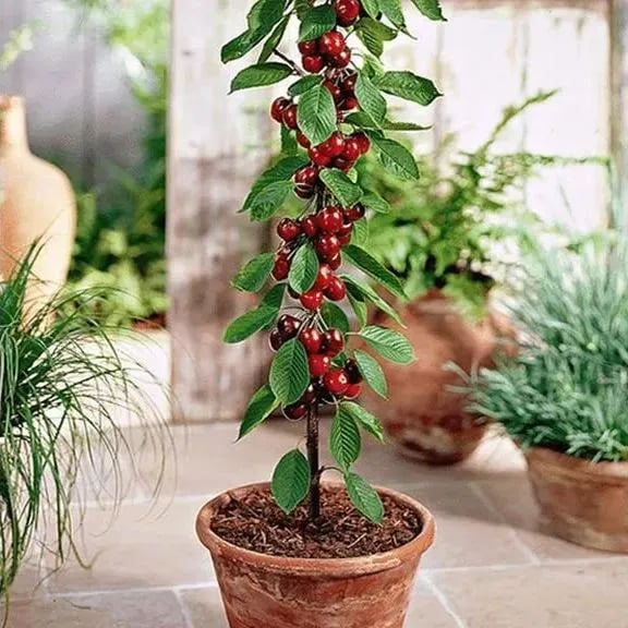 🍒Rainier Cherry Fruit Seeds(🌿99% Germination)