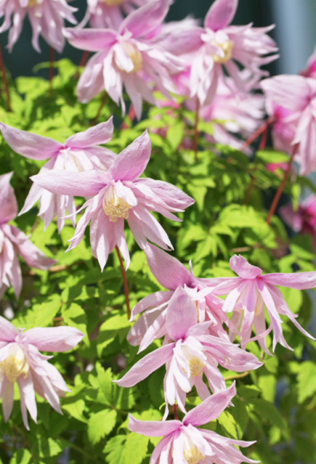 Clematis Macropetala