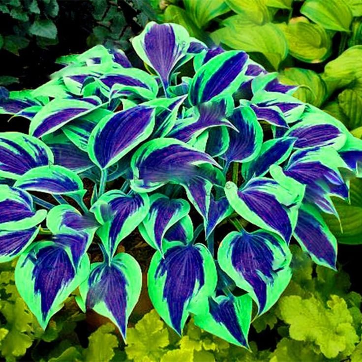 🍃Rare Multi-Colored Hostas Seeds