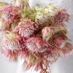 Rare Serruria florida Seeds - Blushing Bride