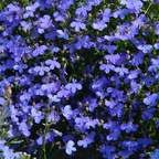 Lobelia Seeds - One of the best edging plants