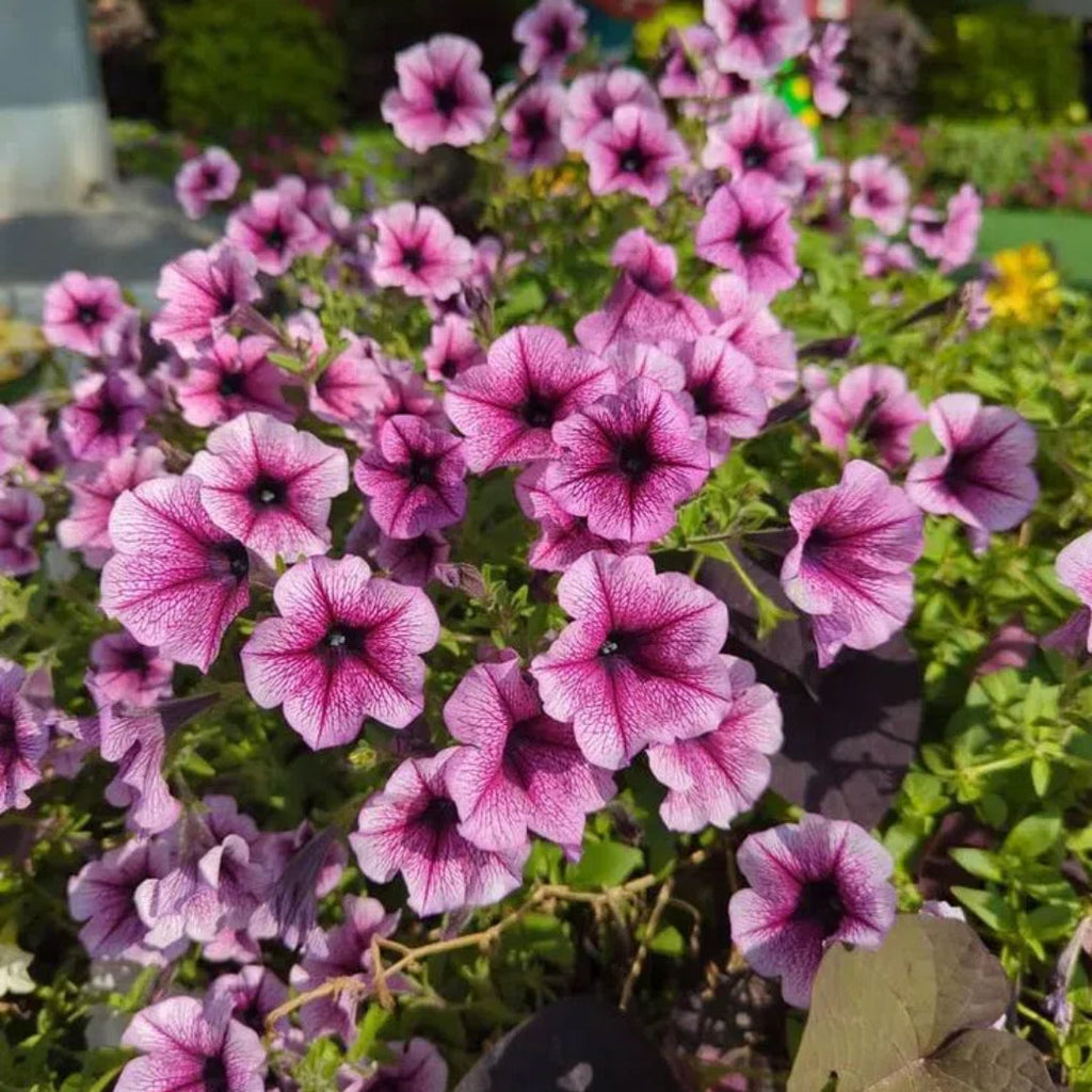 🌸Petunia Seeds