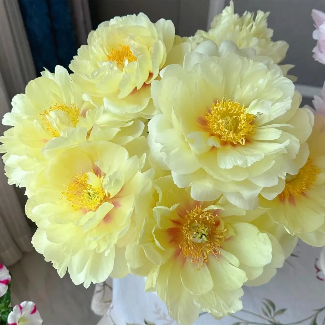 🌺Peony - Love surrounds you