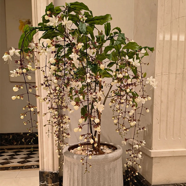 🌼Weeping Jasmine Seeds - White Jade Butterfly