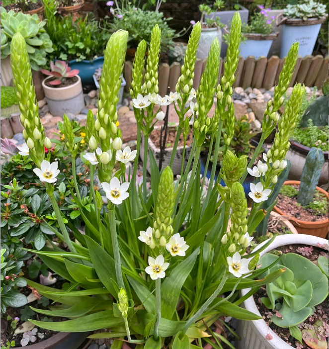 Ornithogalum 'Sonoran White'