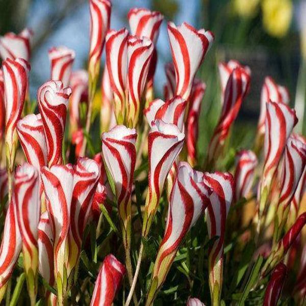 Oxalis Versicolor (Candy Cane Sorrel)