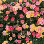 Climbing Rainbow Rose Seeds