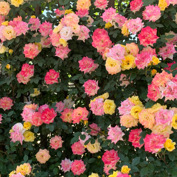 Climbing Rainbow Rose Seeds