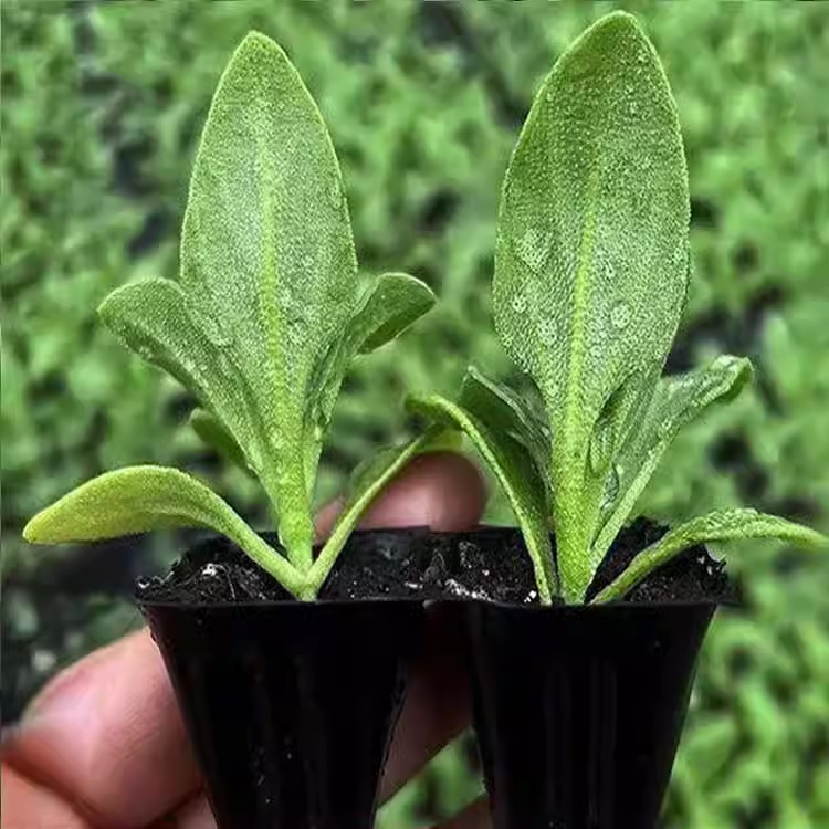 Crystal Ice Plant Seeds