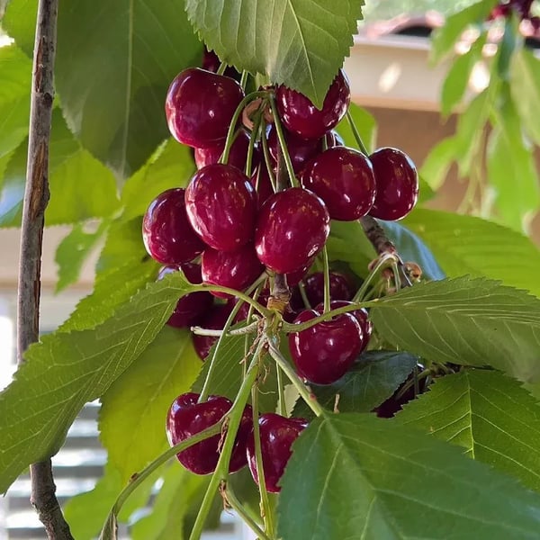 🍒Rainier Cherry Fruit Seeds(🌿99% Germination)