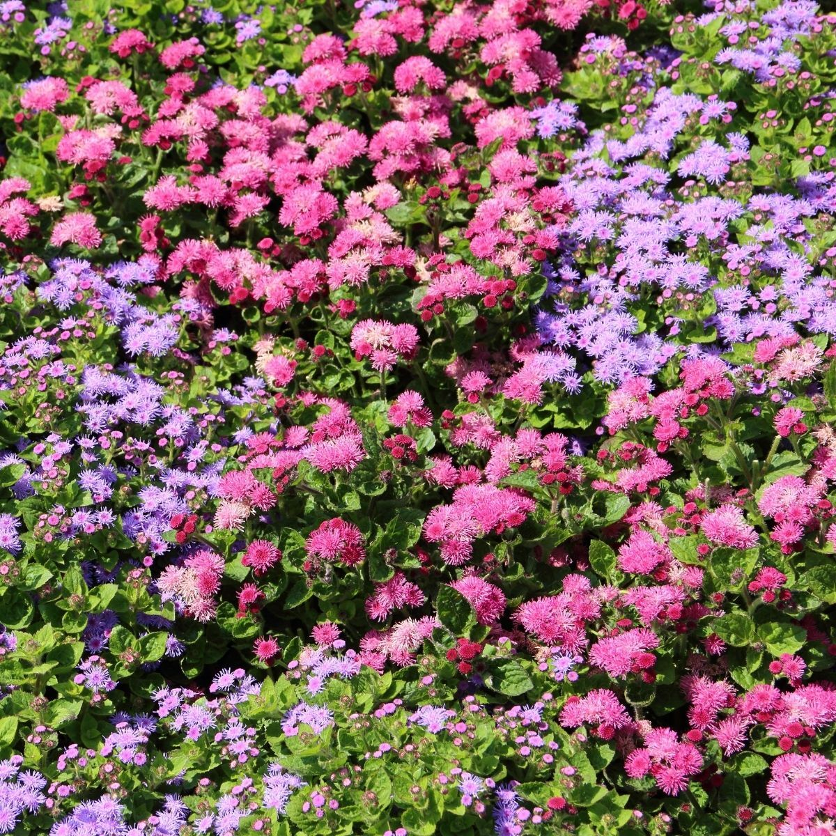 Ageratum Seeds—Heirloom Seed