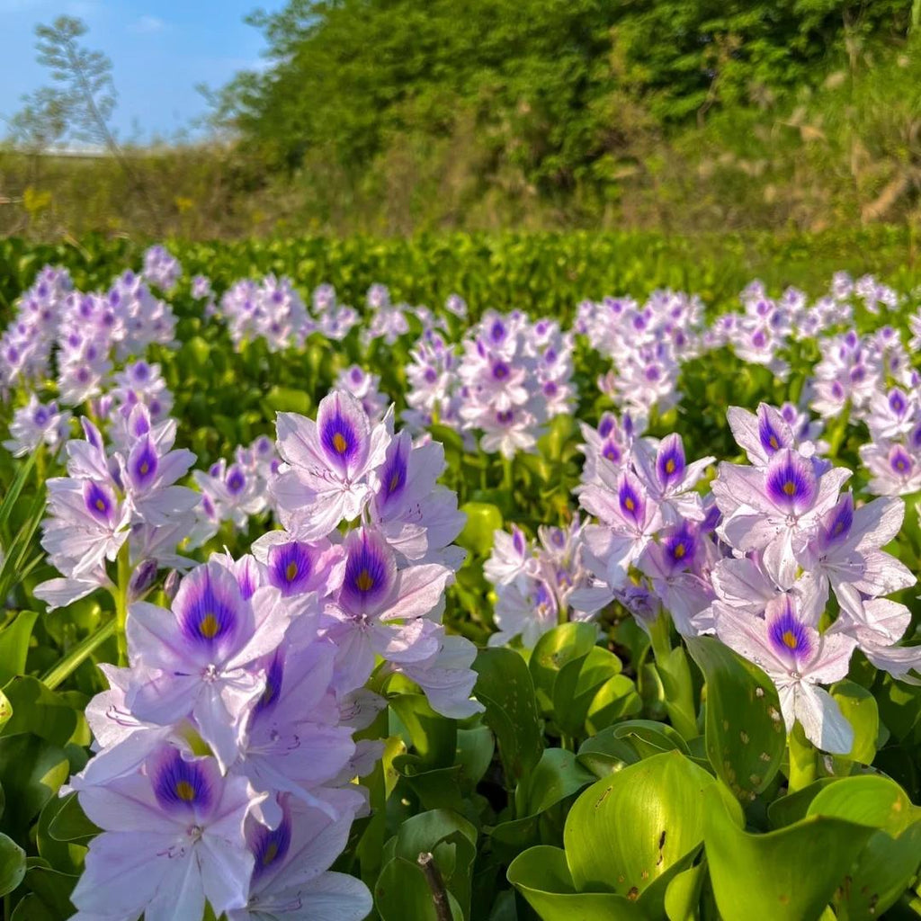 🌺Water hyacinth - “The violet flower crown that beautifies the world”🧚‍♀️🌿
